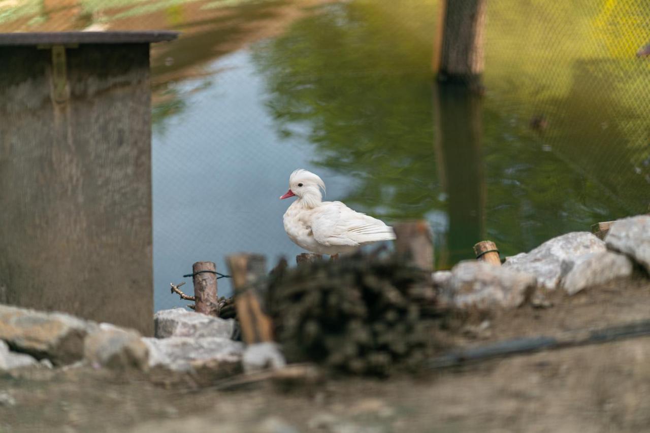 Zagroda Nad Kotelnia Pawlowa Exterior foto